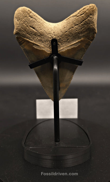 Fossil Megalodon Tooth Display Stand with Magnetic Info Base (3"–5" Teeth) - Fossil Driven