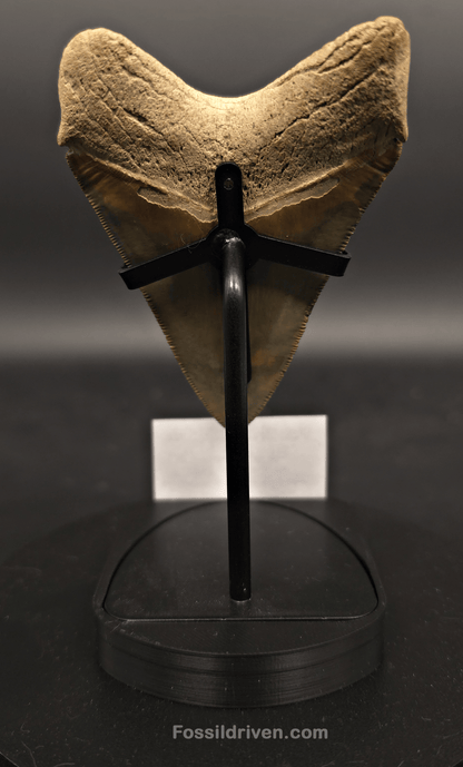 Fossil Megalodon Tooth Display Stand with Magnetic Info Base (3"–5" Teeth) - Fossil Driven