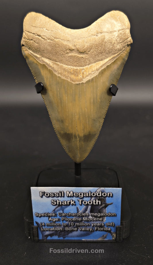 Fossil Megalodon Tooth Display Stand with Magnetic Info Base (3"–5" Teeth) - Fossil Driven