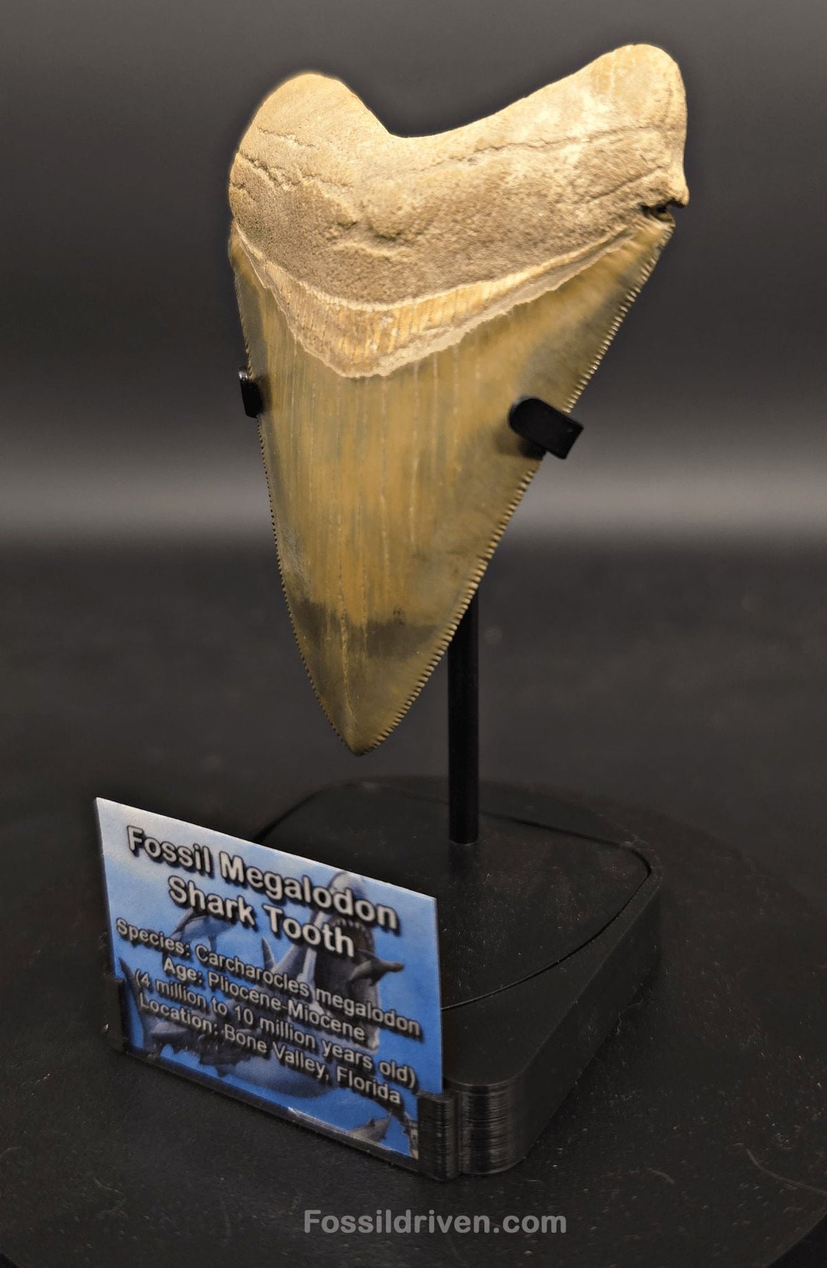 Fossil Megalodon Tooth Display Stand with Magnetic Info Base (3"–5" Teeth) - Fossil Driven