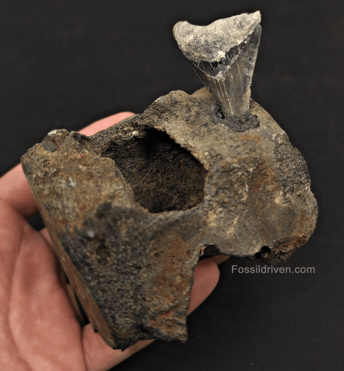 Fossil Megalodon Tooth & Whale Vertebra Display, 3.50" - Fossil Driven