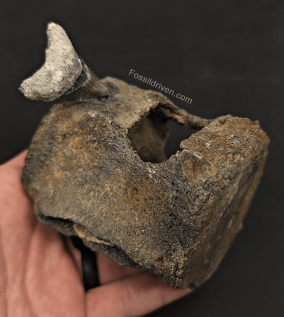 Fossil Megalodon Tooth & Whale Vertebra Display, 3.50" - Fossil Driven