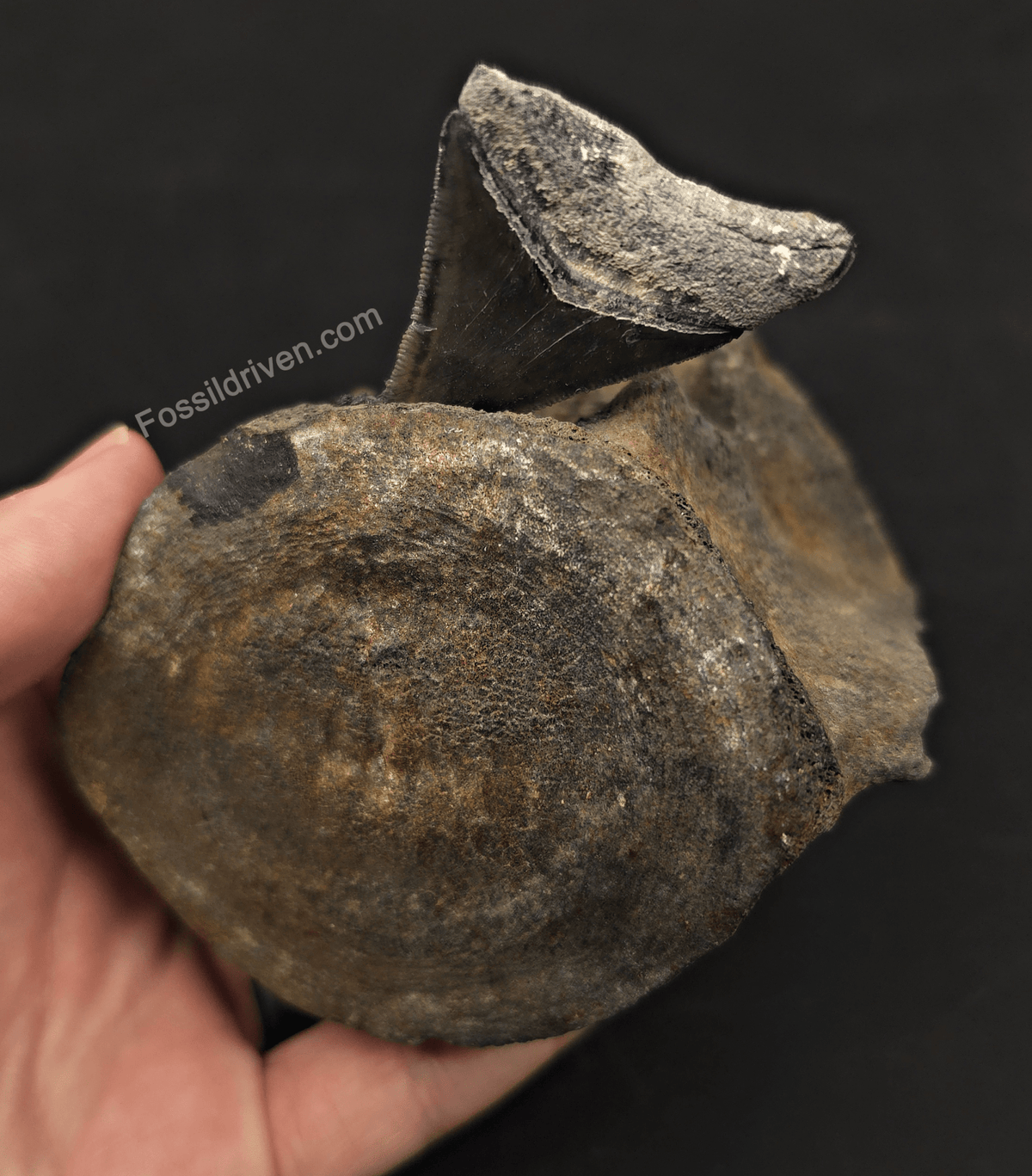 Fossil Megalodon Tooth & Whale Vertebra Display, 3.50" - Fossil Driven