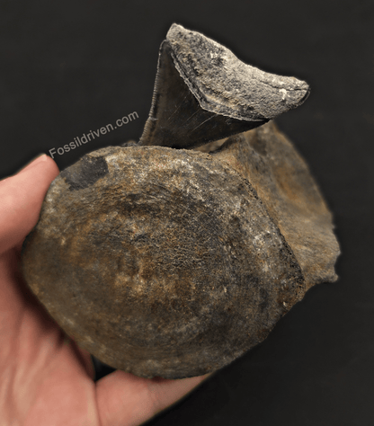 Fossil Megalodon Tooth & Whale Vertebra Display, 3.50" - Fossil Driven