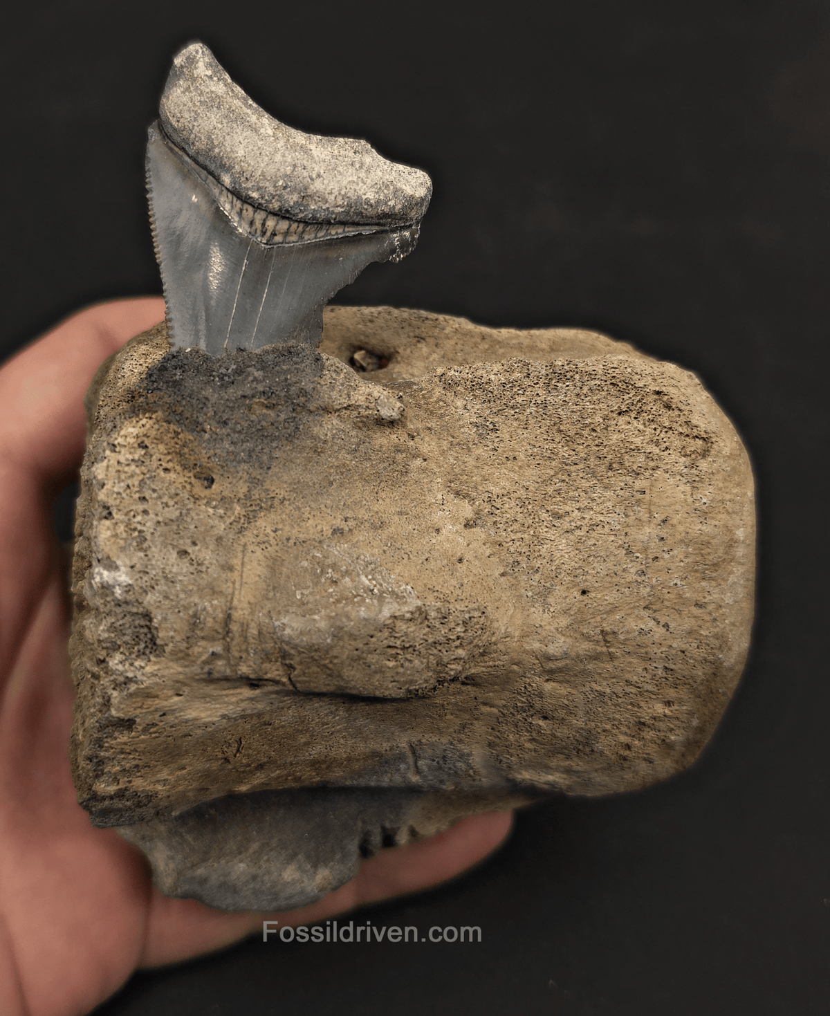 Fossil Megalodon Tooth & Whale Vertebra Display, 3.72" - Fossil Driven