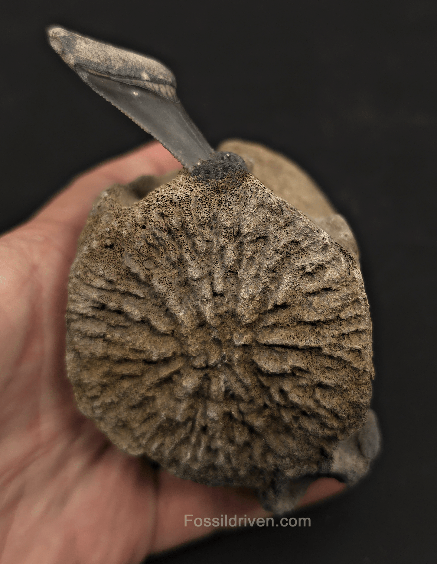 Fossil Megalodon Tooth & Whale Vertebra Display, 3.72" - Fossil Driven