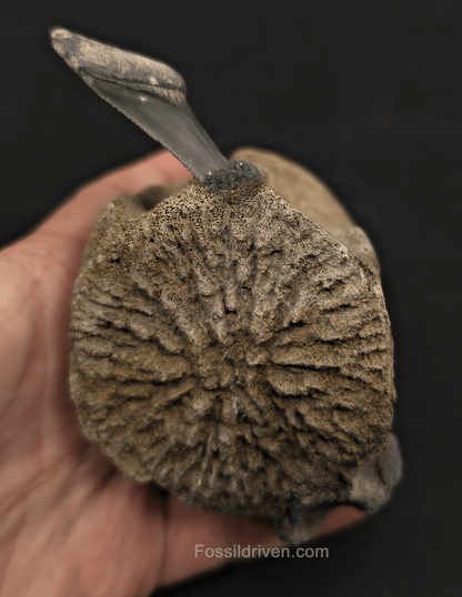 Fossil Megalodon Tooth & Whale Vertebra Display, 3.72" - Fossil Driven