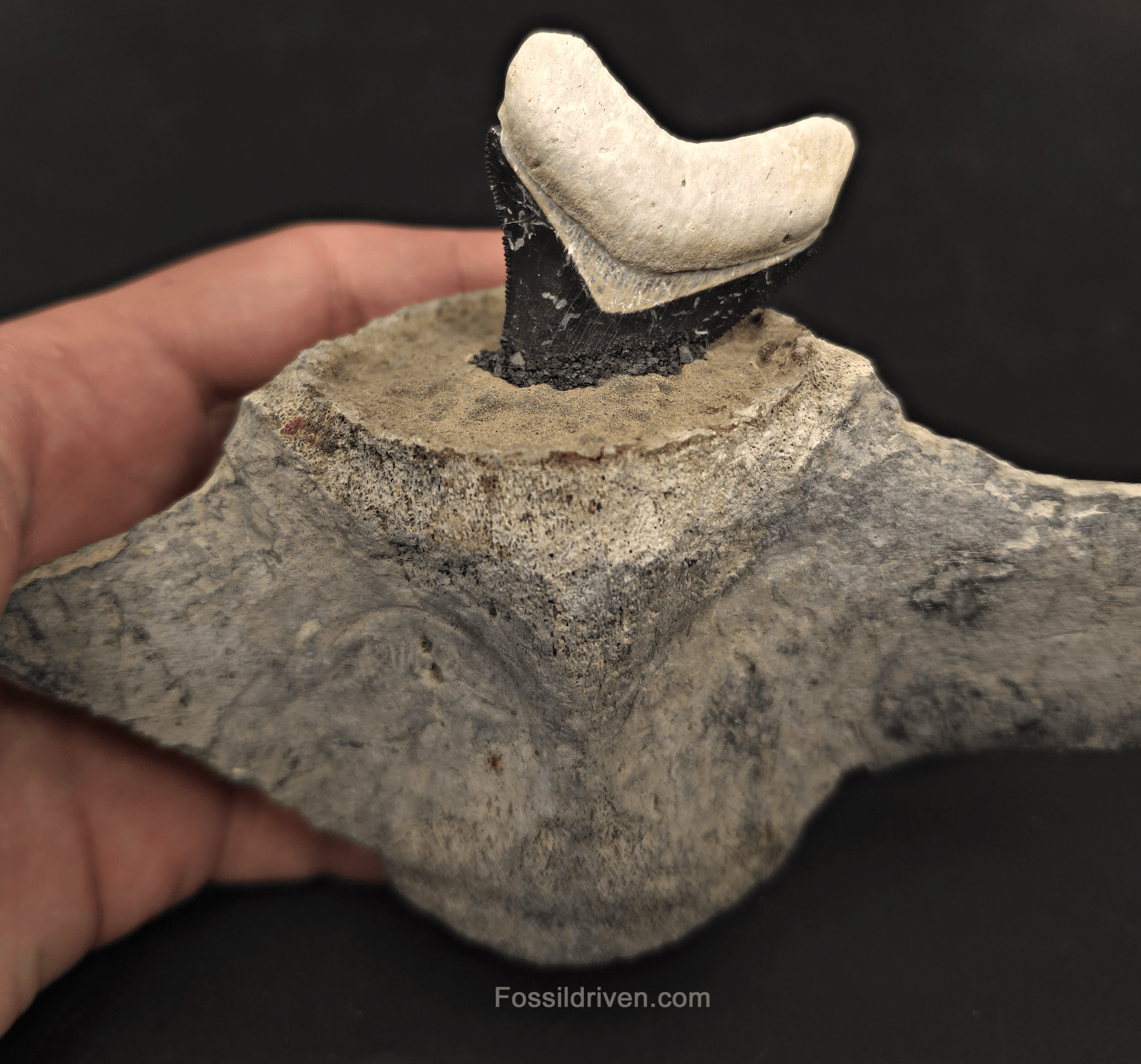 Fossil Megalodon Tooth & Whale Vertebra Display, 4.71" - Fossil Driven