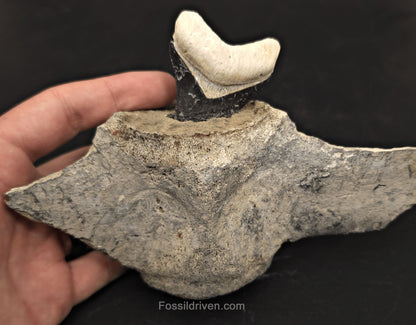 Fossil Megalodon Tooth & Whale Vertebra Display, 4.71" - Fossil Driven