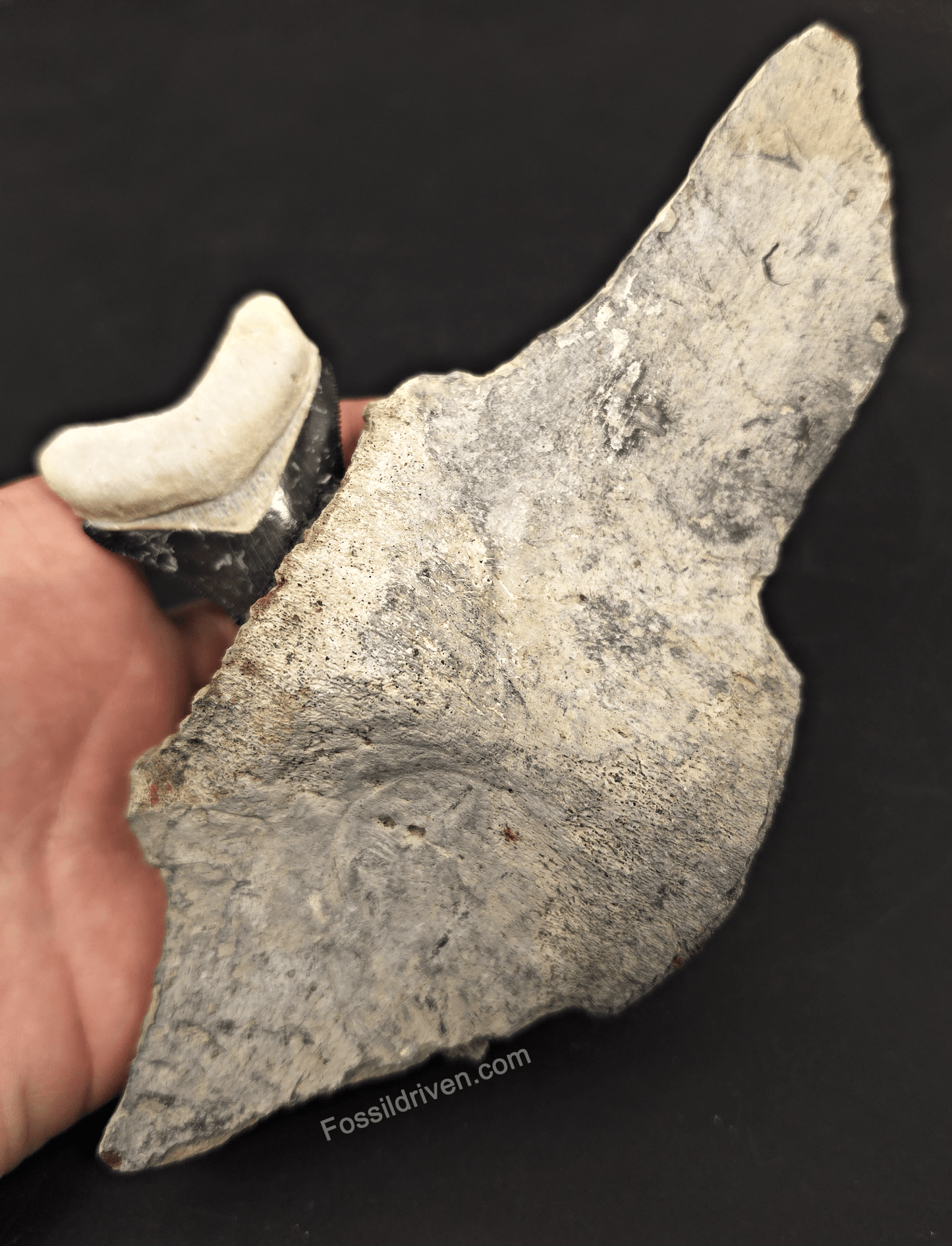 Fossil Megalodon Tooth & Whale Vertebra Display, 4.71" - Fossil Driven