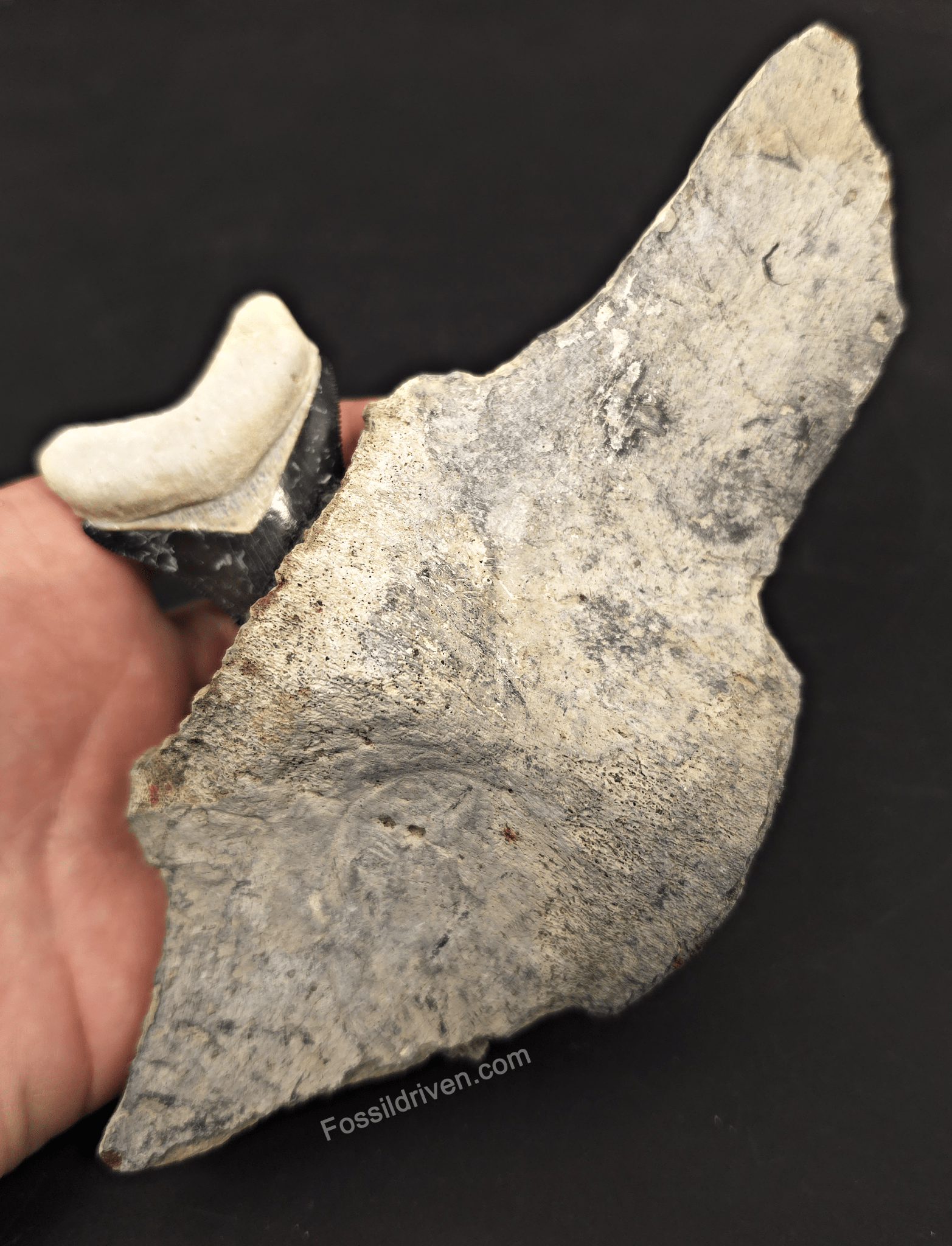 Fossil Megalodon Tooth & Whale Vertebra Display, 4.71" - Fossil Driven