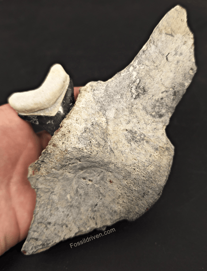 Fossil Megalodon Tooth & Whale Vertebra Display, 4.71" - Fossil Driven
