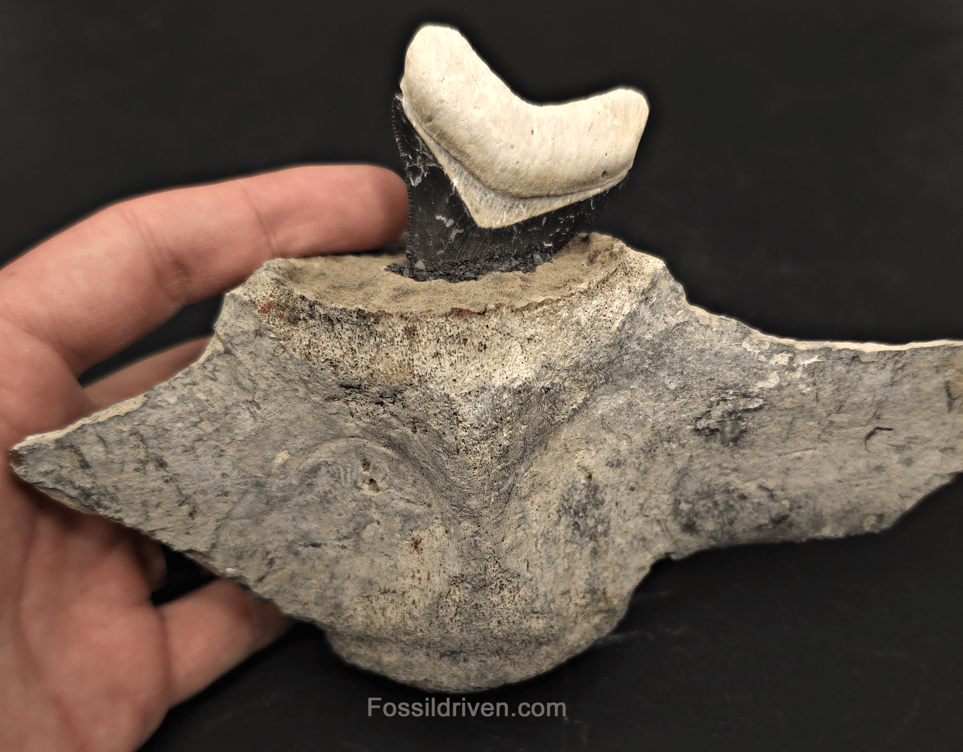 Fossil Megalodon Tooth & Whale Vertebra Display, 4.71" - Fossil Driven