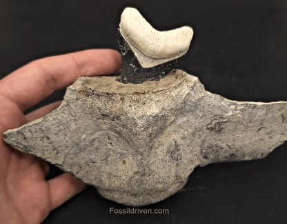 Fossil Megalodon Tooth & Whale Vertebra Display, 4.71" - Fossil Driven