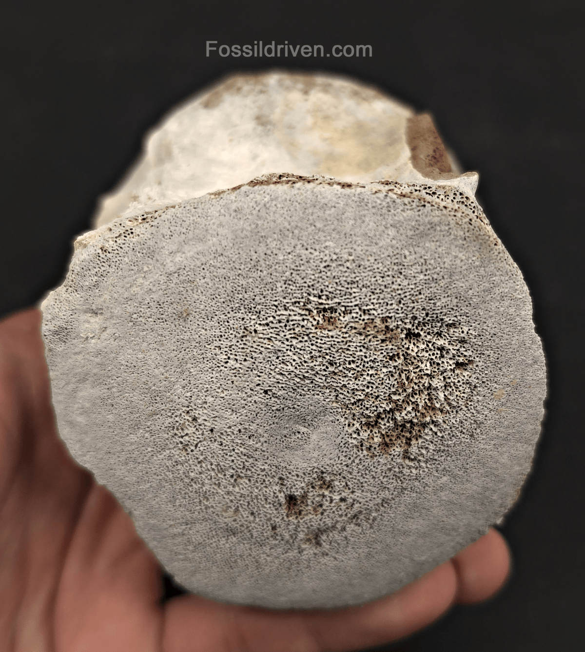 Fossil Megalodon Tooth & Whale Vertebra Display, 4.82" - Fossil Driven