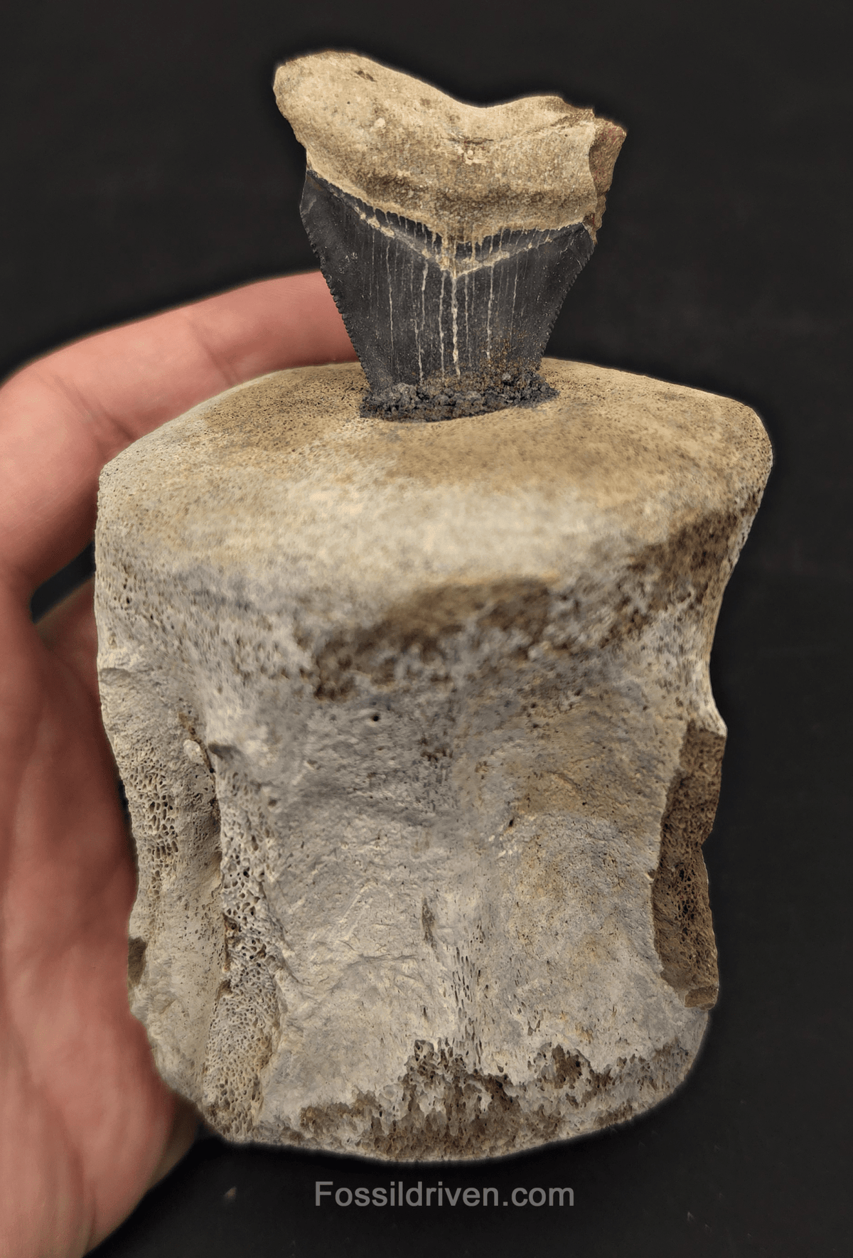 Fossil Megalodon Tooth & Whale Vertebra Display, 4.82" - Fossil Driven