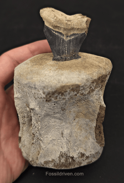 Fossil Megalodon Tooth & Whale Vertebra Display, 4.82" - Fossil Driven