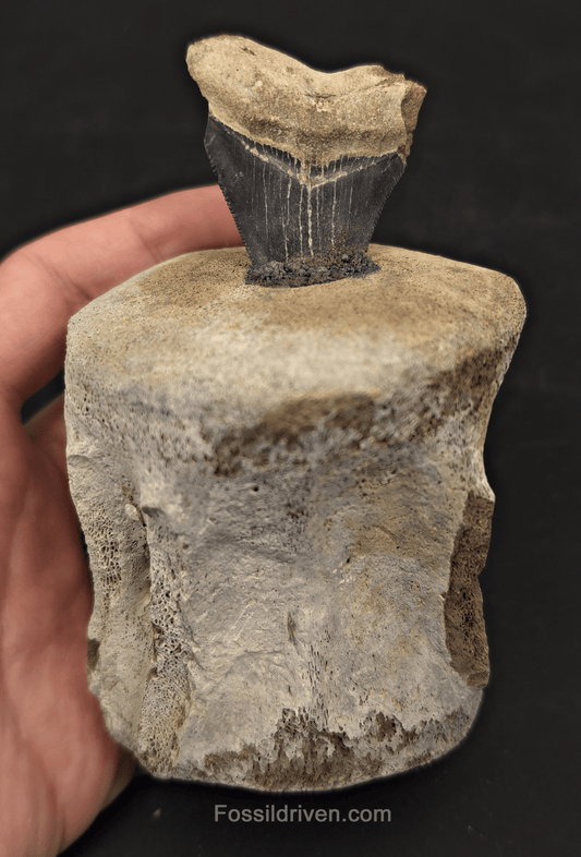 Fossil Megalodon Tooth & Whale Vertebra Display, 4.82" - Fossil Driven