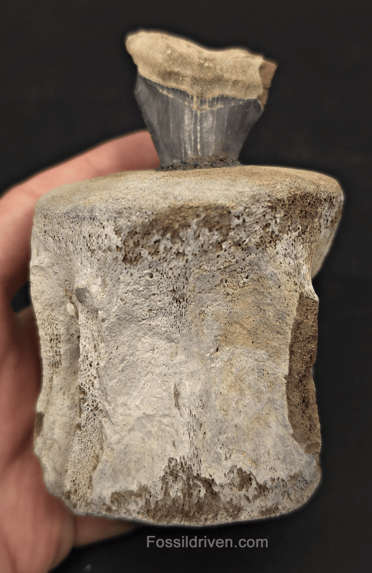 Fossil Megalodon Tooth & Whale Vertebra Display, 4.82" - Fossil Driven