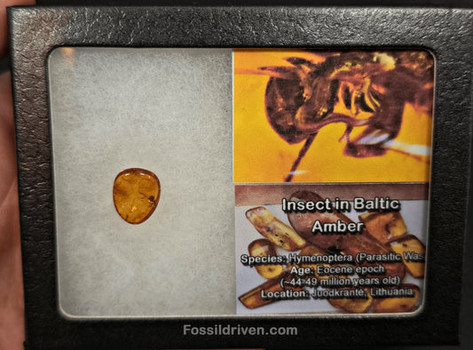 Fossil Parasitic Wasp (Hymenoptera) in Baltic Amber – 14.2mm Fossil Inclusion - Fossil Driven