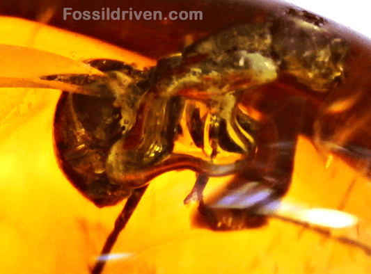 Fossil Parasitic Wasp (Hymenoptera) in Baltic Amber – 14.2mm Fossil Inclusion - Fossil Driven