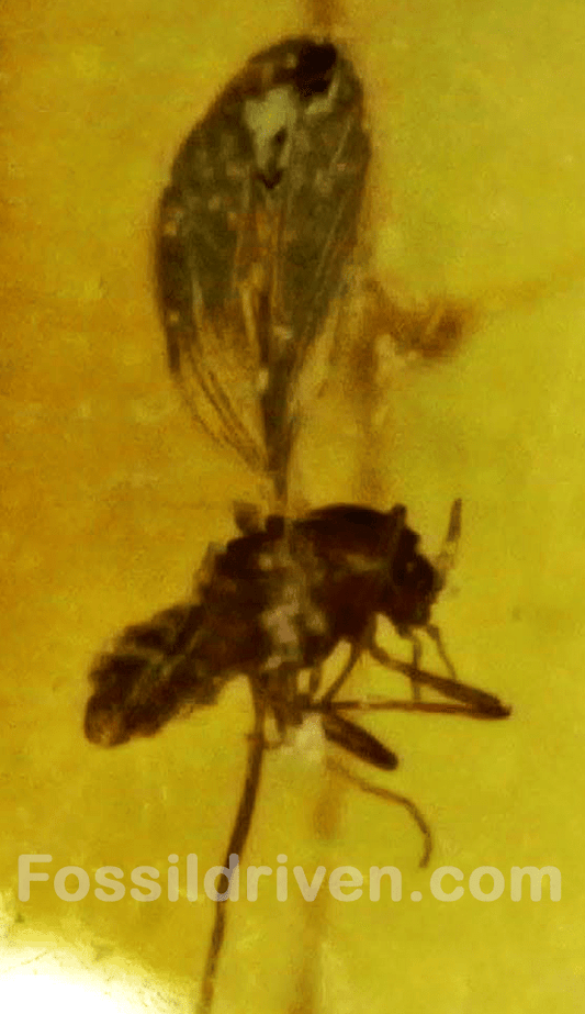Fossil Parasitic Wasp (Hymenoptera) in Baltic Amber – 15.2mm Fossil Inclusion - Fossil Driven
