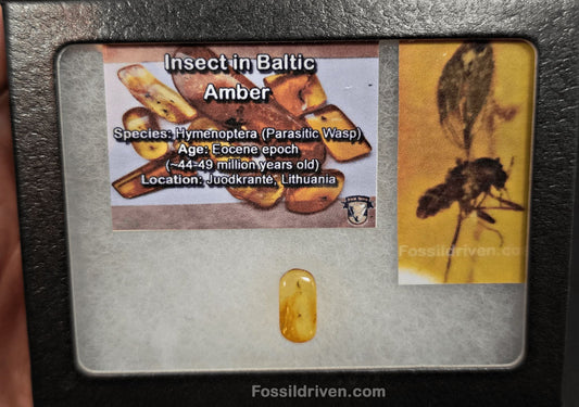 Fossil Parasitic Wasp (Hymenoptera) in Baltic Amber – 15.2mm Fossil Inclusion - Fossil Driven