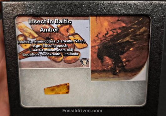 Fossil Parasitic Wasp (Hymenoptera) in Baltic Amber – 18.6mm Fossil Inclusion - Fossil Driven