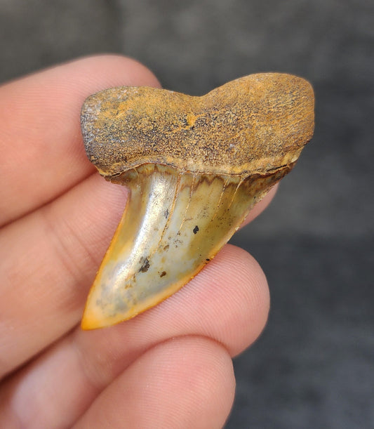 Front view of a 1.68-inch fossil Planus Mako shark tooth from Bakersfield, California