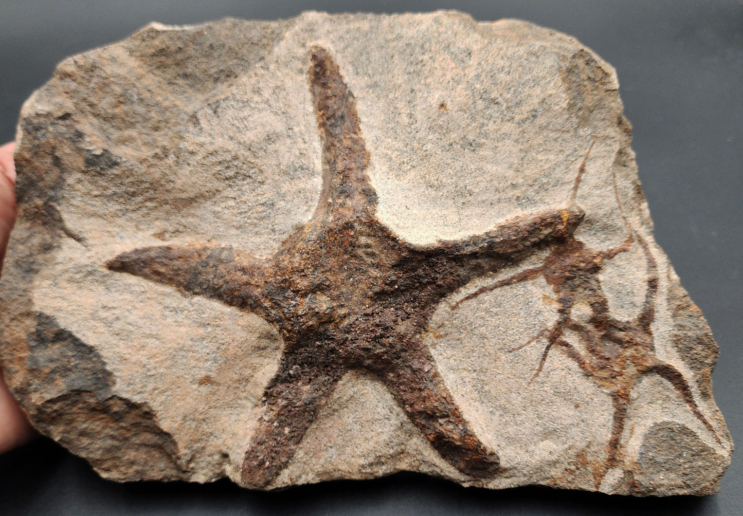 Fossil starfish and brittle star on shared echinoderm slab from Morocco – full front view