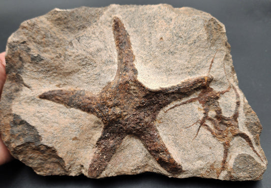 Fossil starfish and brittle star on shared echinoderm slab from Morocco – full front view