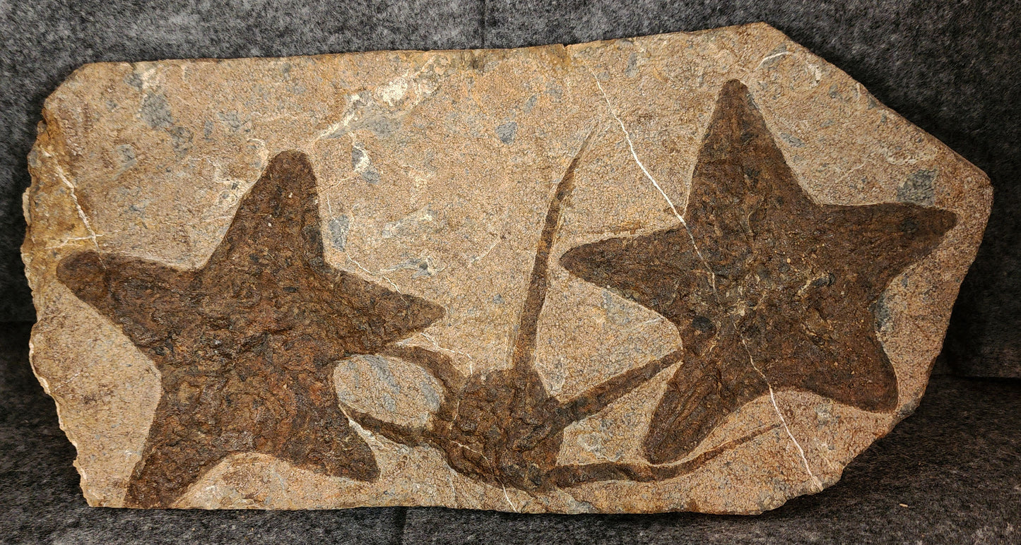 Jurassic fossil slab from Morocco featuring both a starfish and a brittle star preserved in limestone