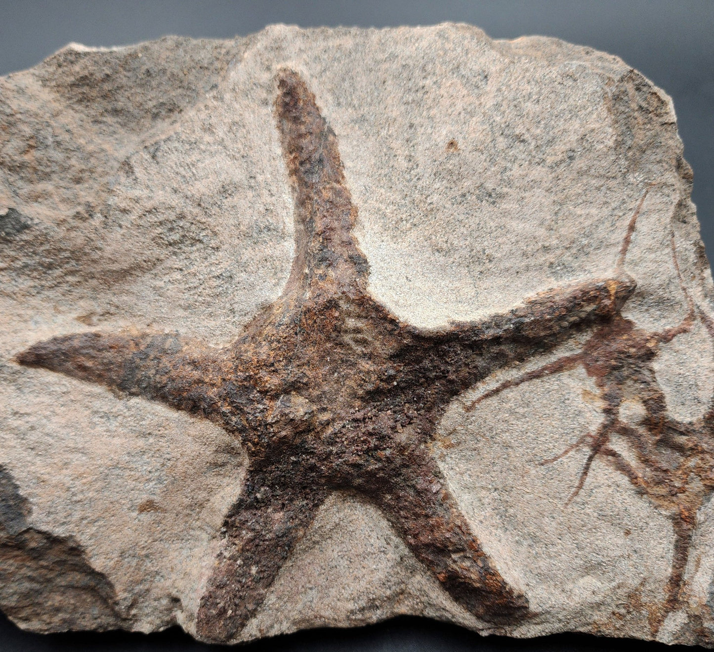 Fossil Starfish & Brittle Stars – Dual Echinoderm Slab from Morocco - Fossil Driven