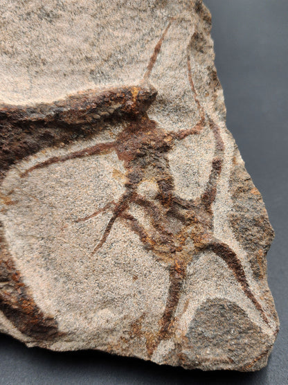 Close-up of fossil starfish on Moroccan echinoderm slab showing detailed preservation