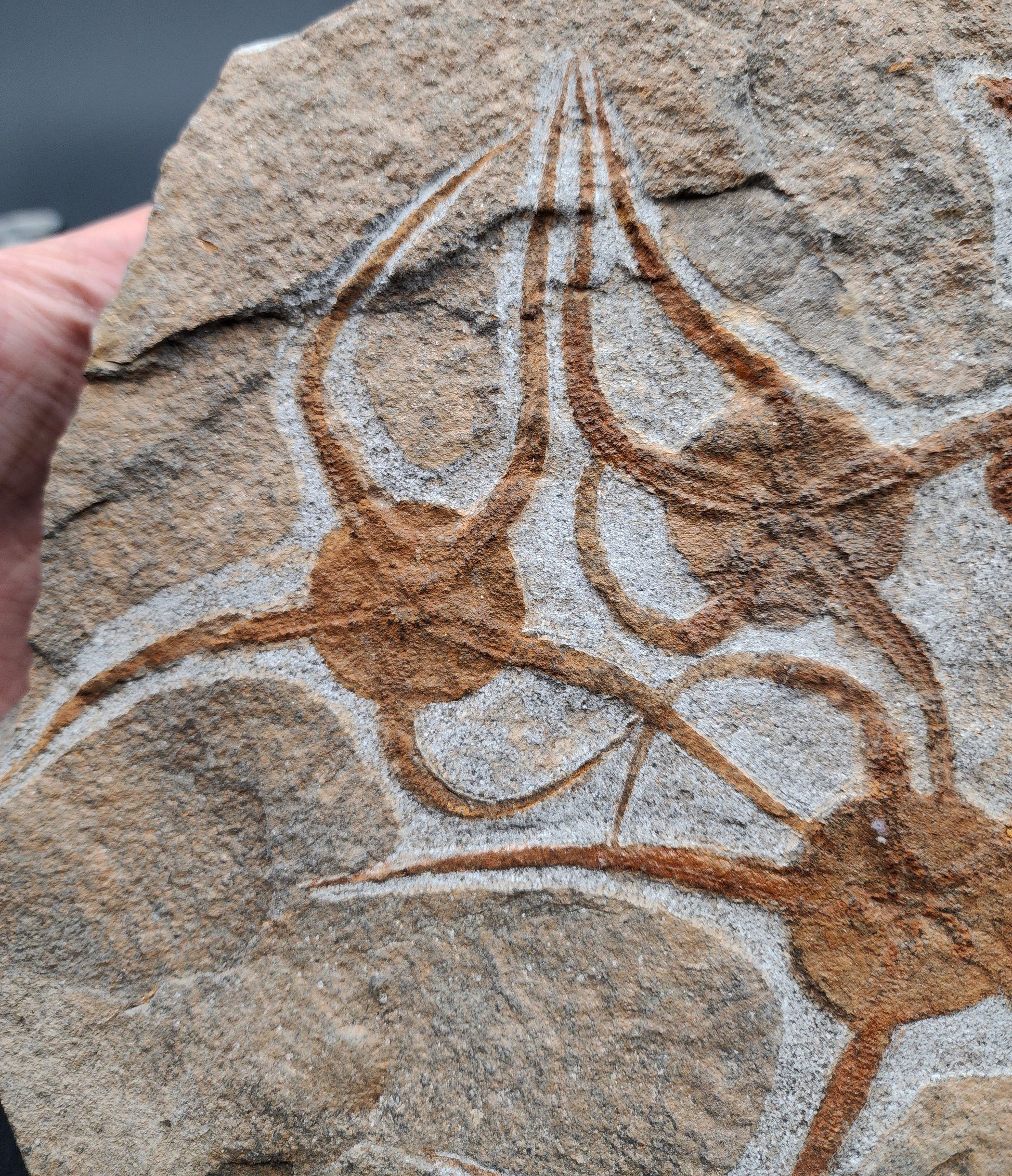 Close-up of fossil starfish on natural stone slab from Morocco