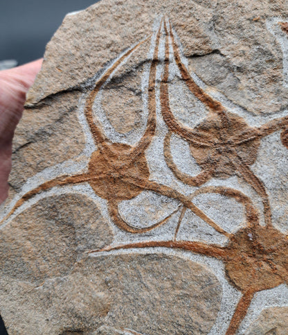 Close-up of fossil starfish on natural stone slab from Morocco