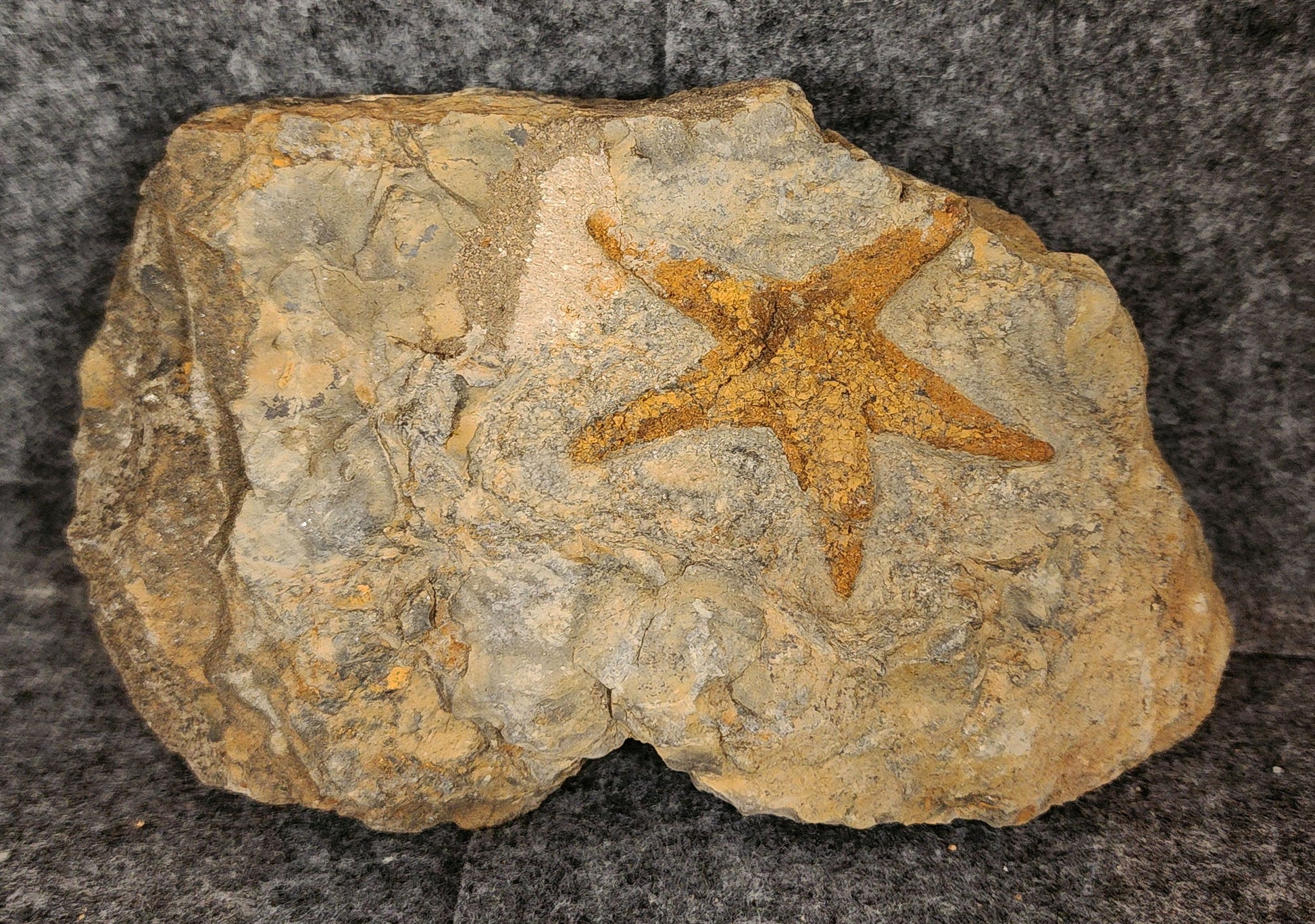 2.23-inch Jurassic fossil starfish preserved on a 5.15-inch limestone matrix from Morocco