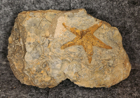 2.23-inch Jurassic fossil starfish preserved on a 5.15-inch limestone matrix from Morocco
