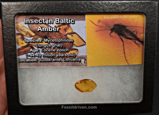 Fungus Gnat (Mycetophilidae) in Baltic Amber – 16.2mm - Fossil Driven