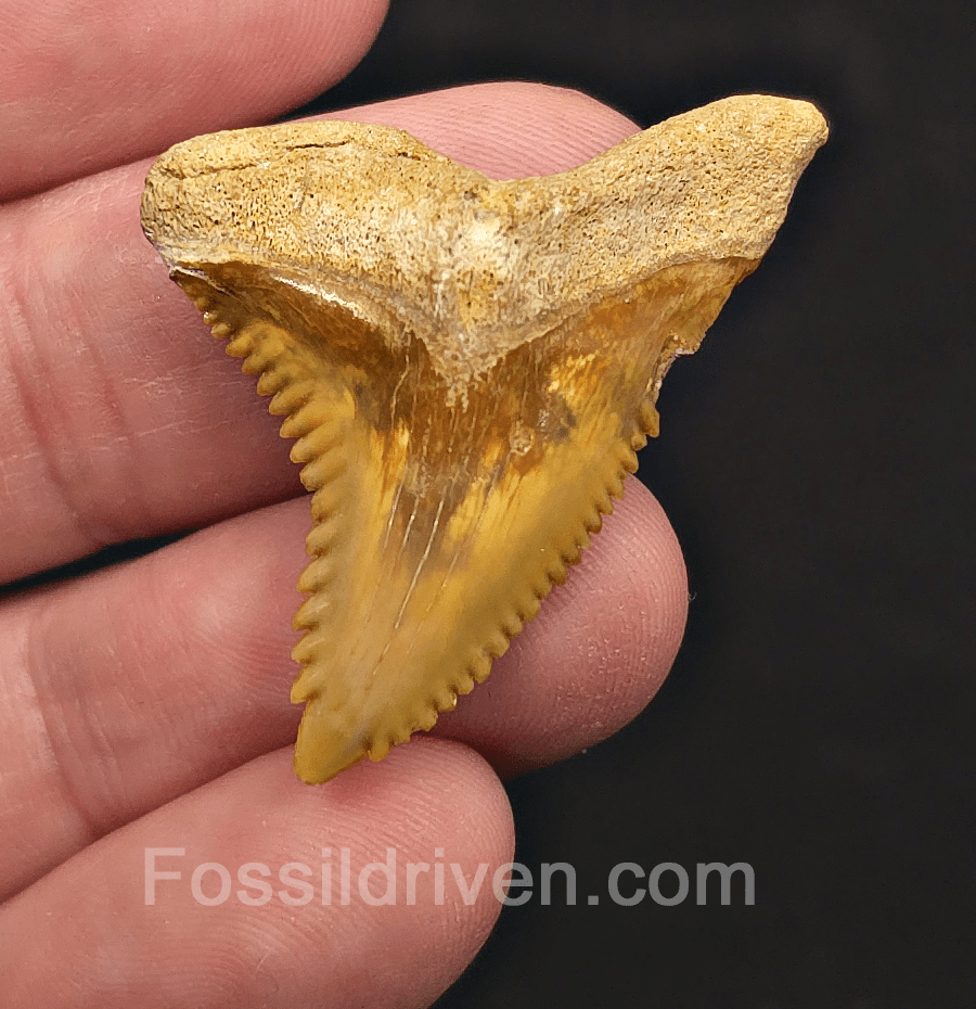 Golden 1.56" Hemipristis Shark Tooth Fossil - Bone Valley, Florida - Fossil Driven