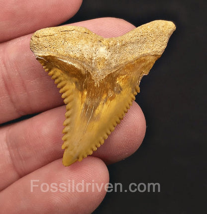 Golden 1.56" Hemipristis Shark Tooth Fossil - Bone Valley, Florida - Fossil Driven