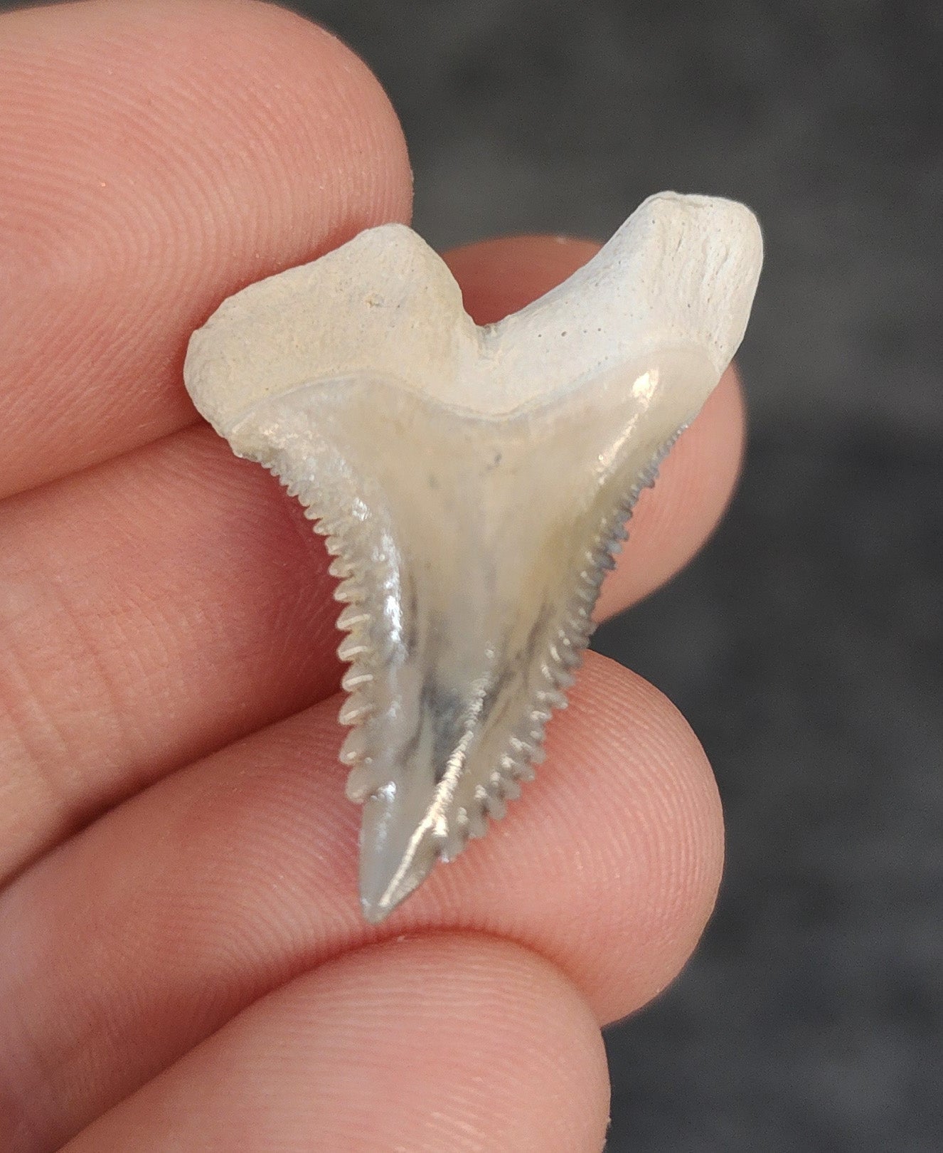 Gorgeous, 1.13" Fossil Hemipristis Tooth - Bone Valley, Florida - Fossil Driven