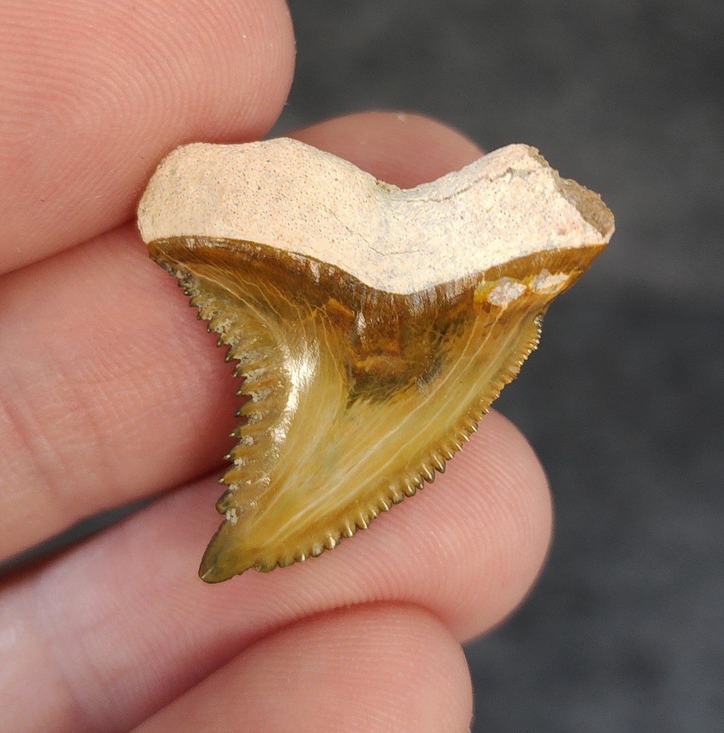 Gorgeous, 1.16" Fossil Hemipristis Tooth - Bone Valley, Florida - Fossil Driven