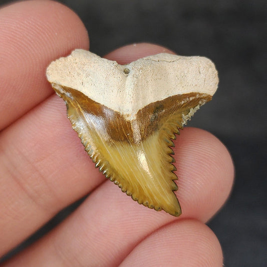 Gorgeous, 1.16" Fossil Hemipristis Tooth - Bone Valley, Florida - Fossil Driven