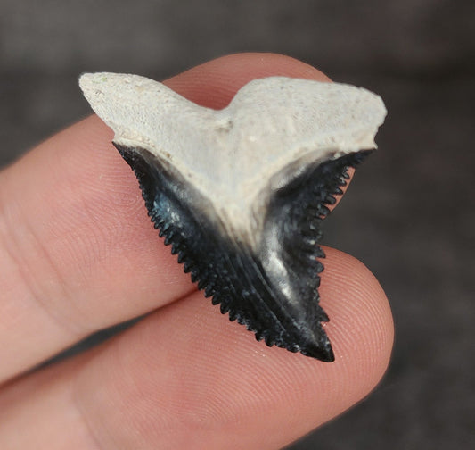Gorgeous, 1.17" Fossil Hemipristis Tooth - Bone Valley, Florida - Fossil Driven