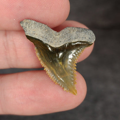 Gorgeous, 1.18" Fossil Hemipristis Tooth - Bone Valley, Florida - Fossil Driven