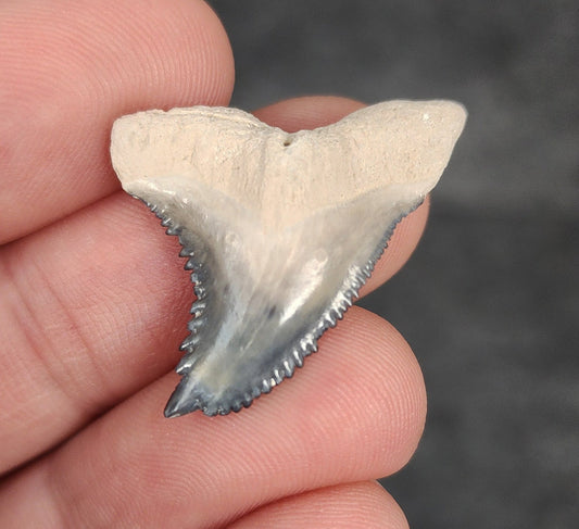 Gorgeous, 1.20" Fossil Hemipristis Tooth - Bone Valley, Florida - Fossil Driven