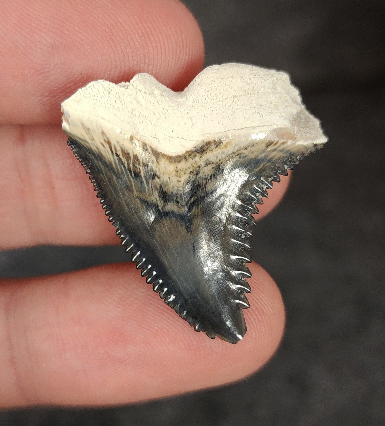 Gorgeous, 1.23" Fossil Hemipristis Tooth - Bone Valley, Florida - Fossil Driven
