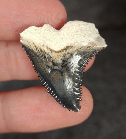 Gorgeous, 1.23" Fossil Hemipristis Tooth - Bone Valley, Florida - Fossil Driven