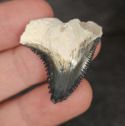 Gorgeous, 1.23" Fossil Hemipristis Tooth - Bone Valley, Florida - Fossil Driven